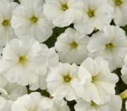 Petunia Prelude White 2